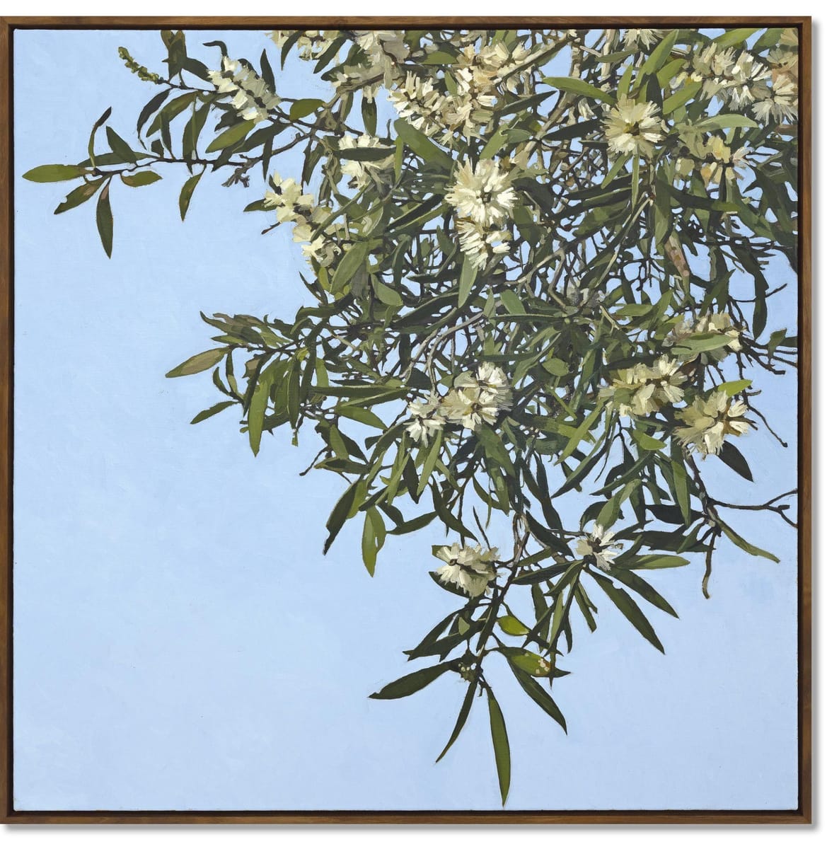 Judith Sinnamon - Melaleuca On Jinibara Country #1