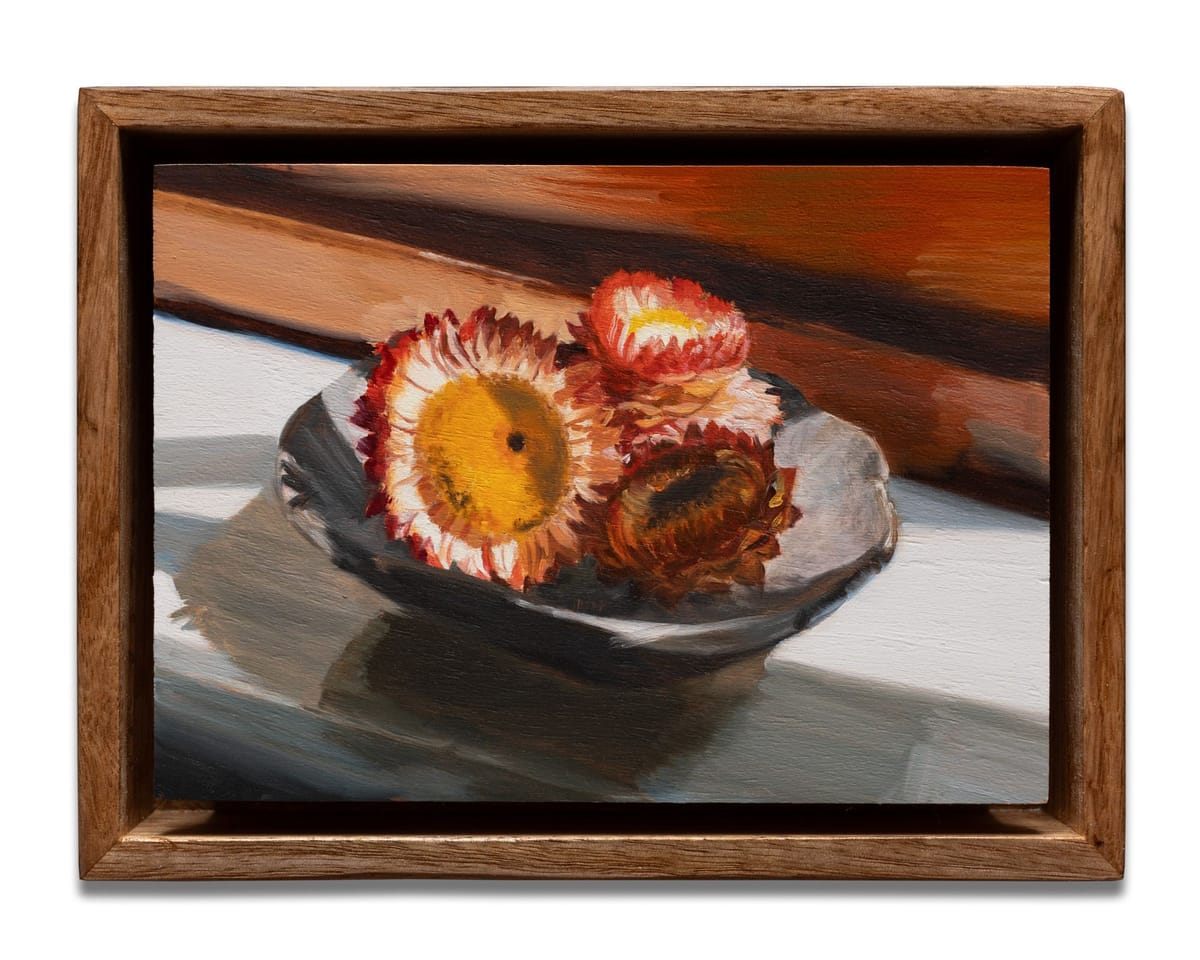 Cosima Scales - Paper daisies (windowsill)