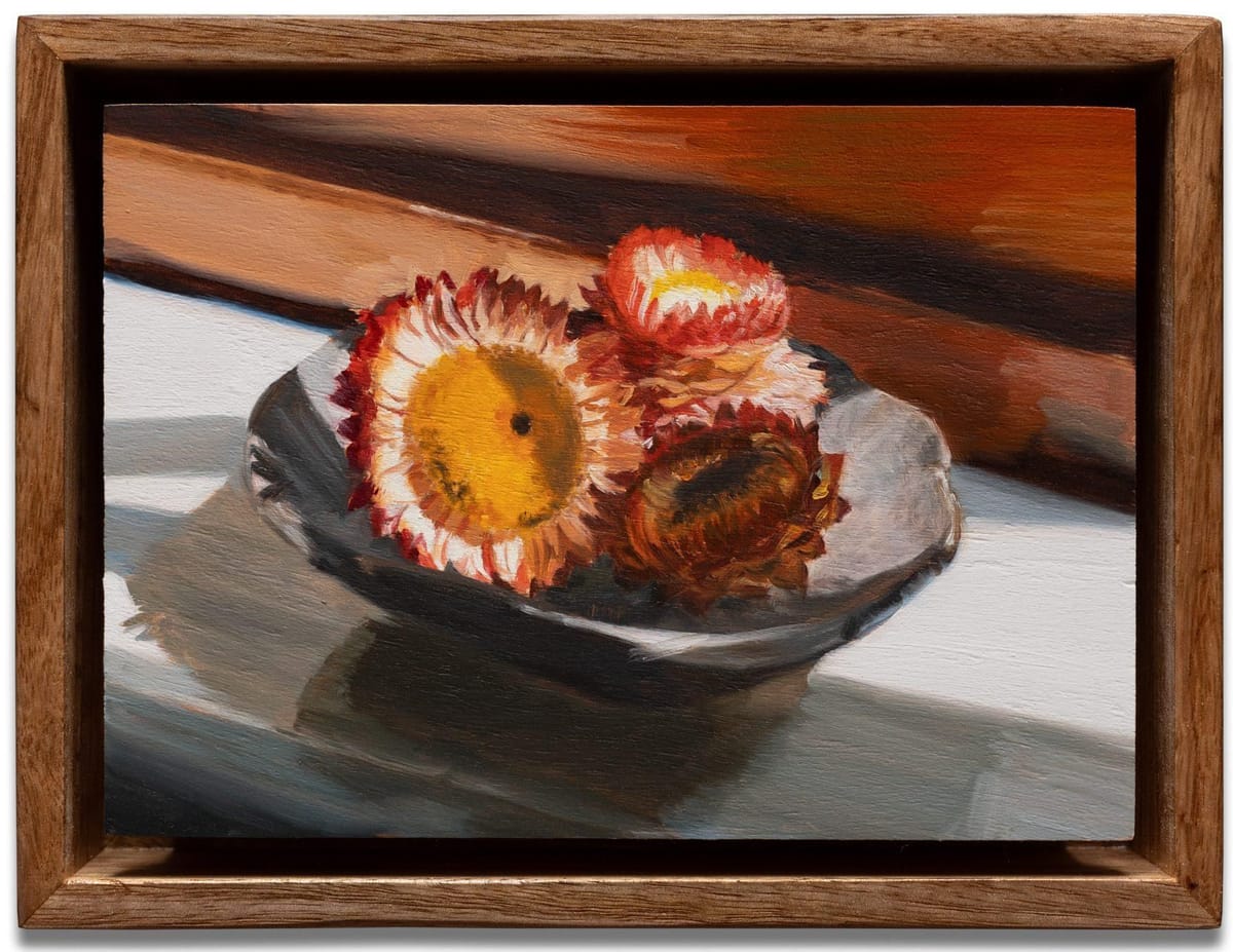 Cosima Scales - Paper daisies (windowsill)
