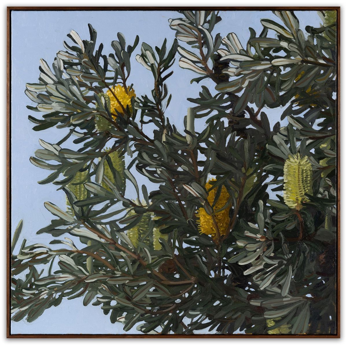 Judith Sinnamon - Banksia Integrifolia #1