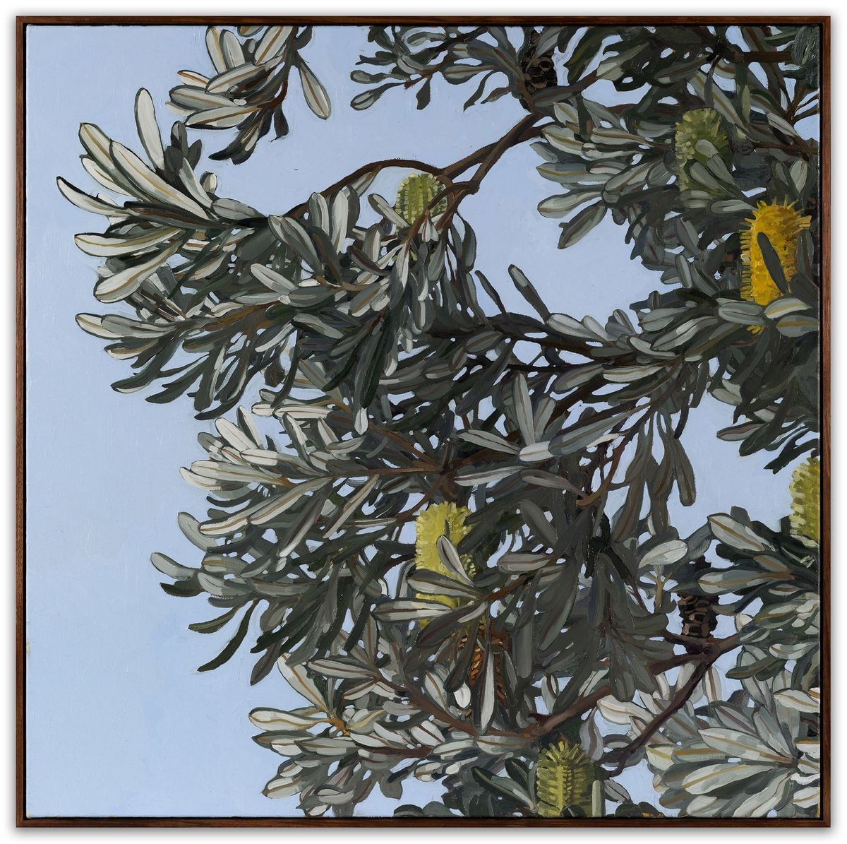 Judith Sinnamon - Banksia Integrifolia #2