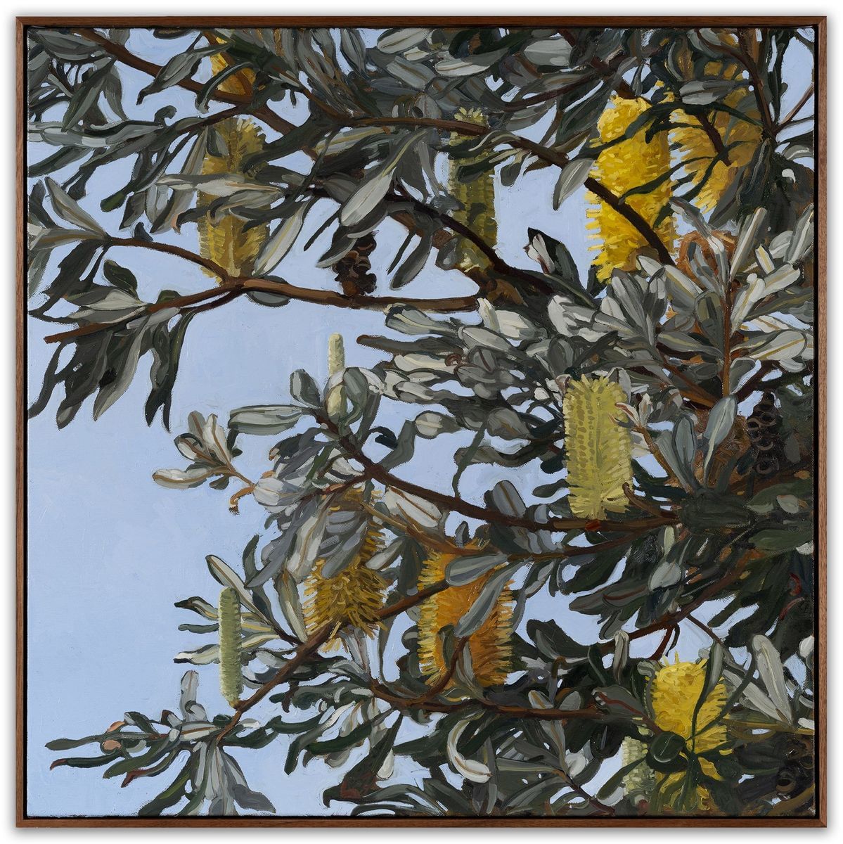 Judith Sinnamon - Banksia Integrifolia #3