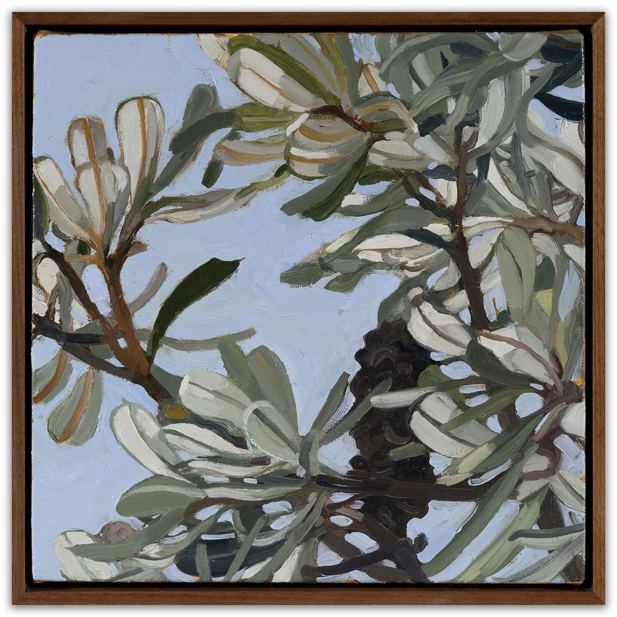 Judith Sinnamon - Banksia Integrifolia #6