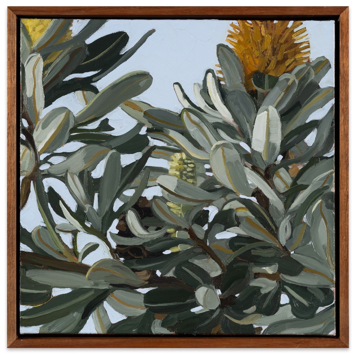 Judith Sinnamon - Banksia Integrifolia #8