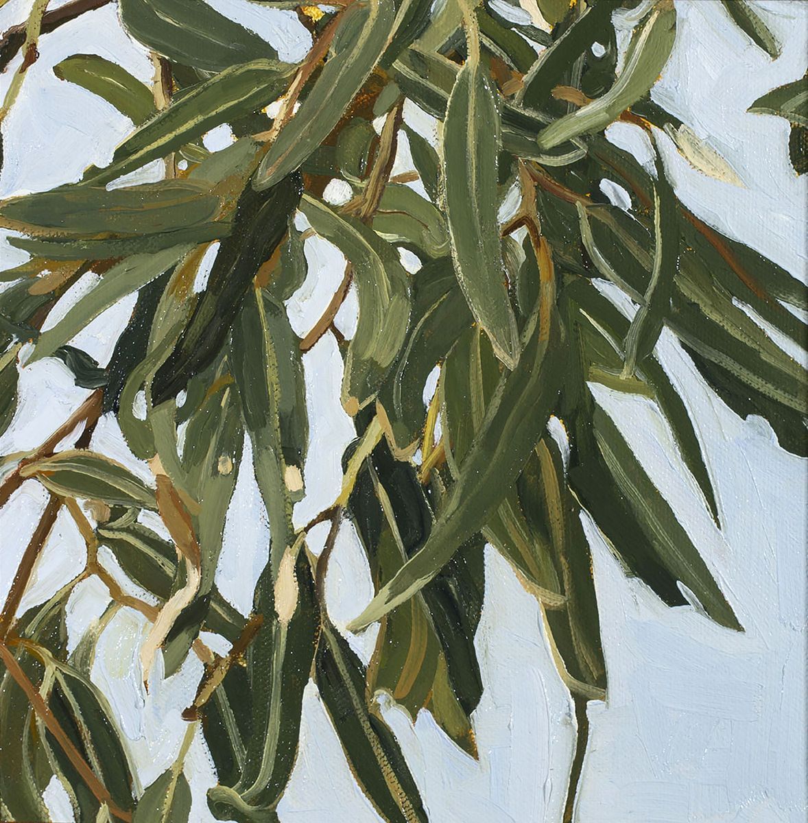 Eucalyptus Camaldulensis Detail by Judith Sinnamon