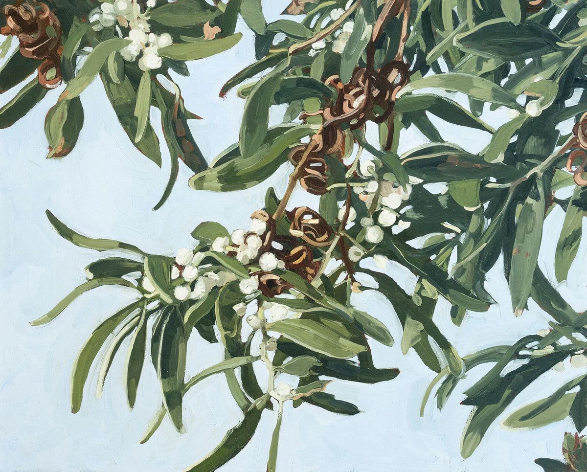 Judith Sinnamon - Black Wattle 2 (Acacia Melanoxylon)