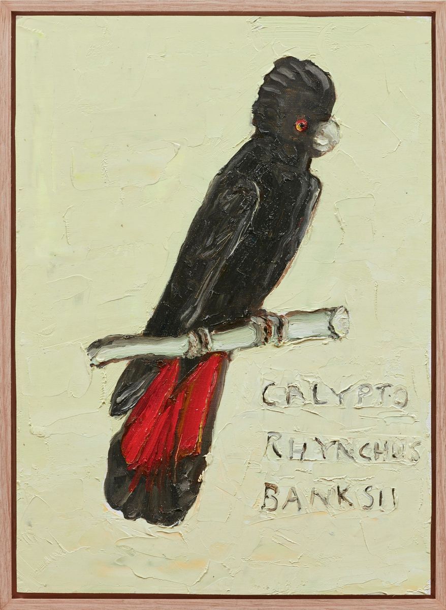 Jane Guthleben - Black Cockatoo With Red Tail Named After Banks