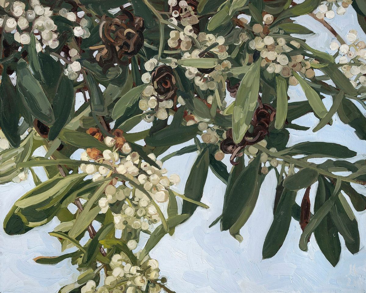 Judith Sinnamon - Black Wattle #1 (Acacia Melanoxylon)