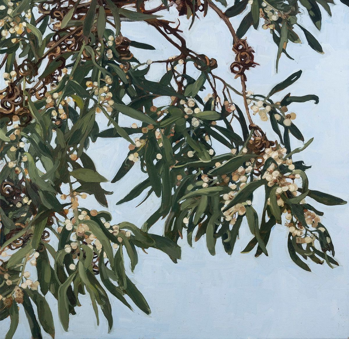 Judith Sinnamon - Black Wattle #4 (Acacia Melanoxylon)