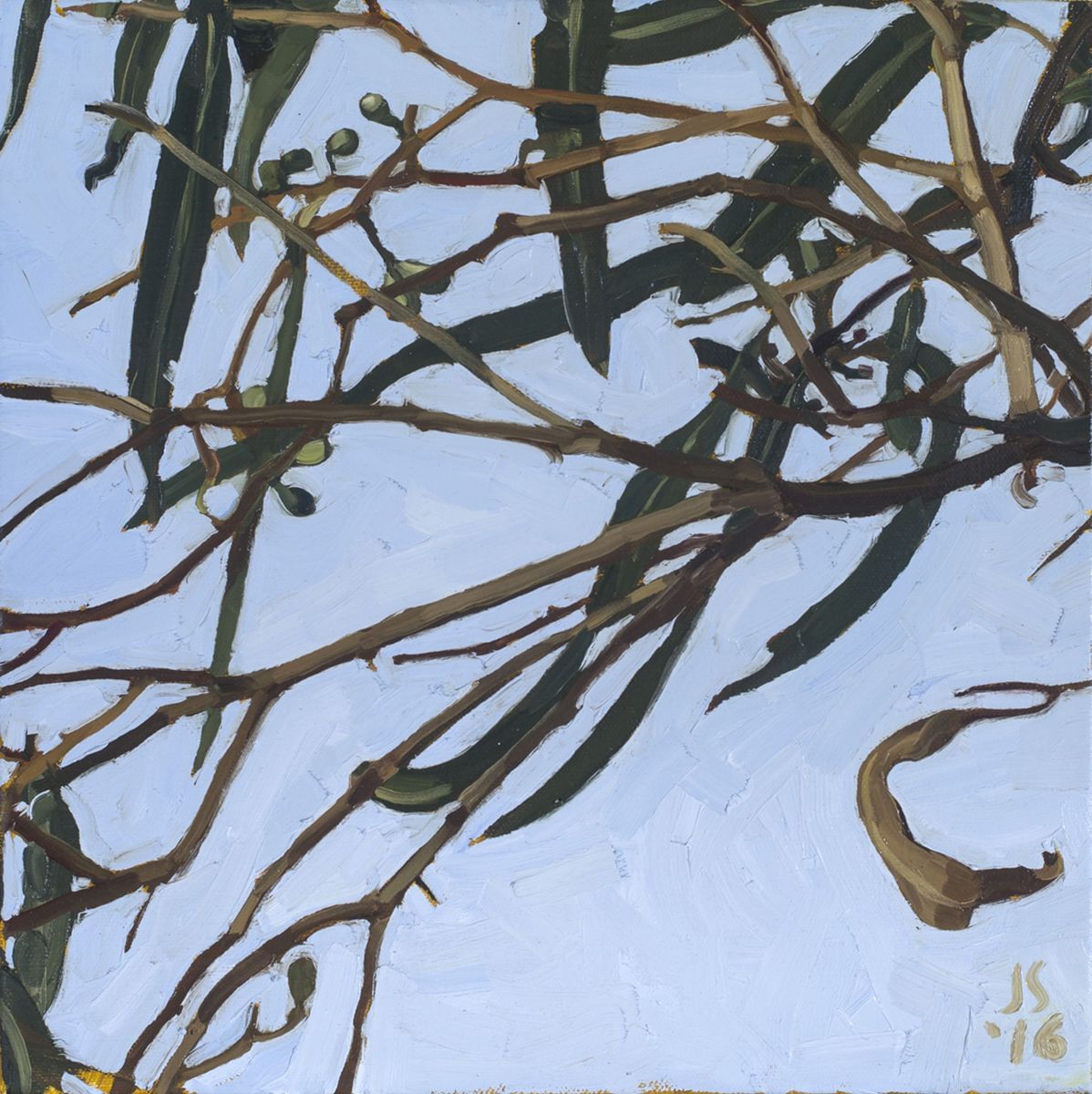 Judith Sinnamon - Corymbia Tessellaris 2