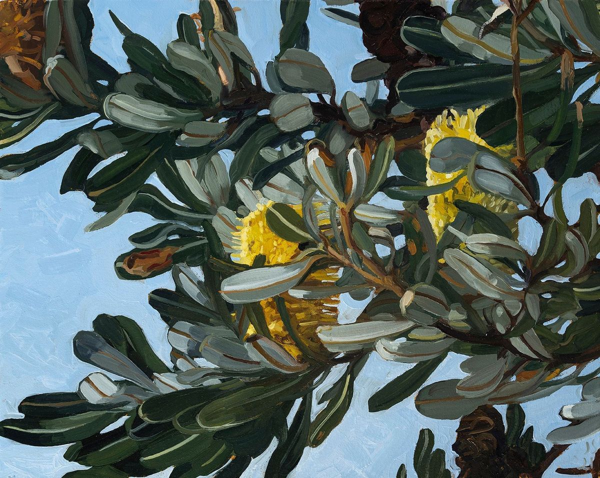 Judith Sinnamon - Banksia Integrifolia #1