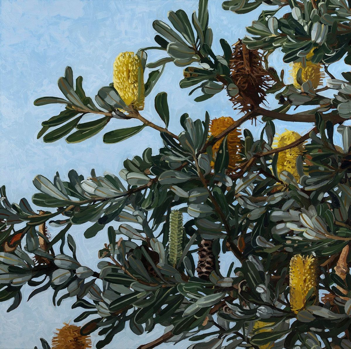 Judith Sinnamon - Banksia Integrifolia #2