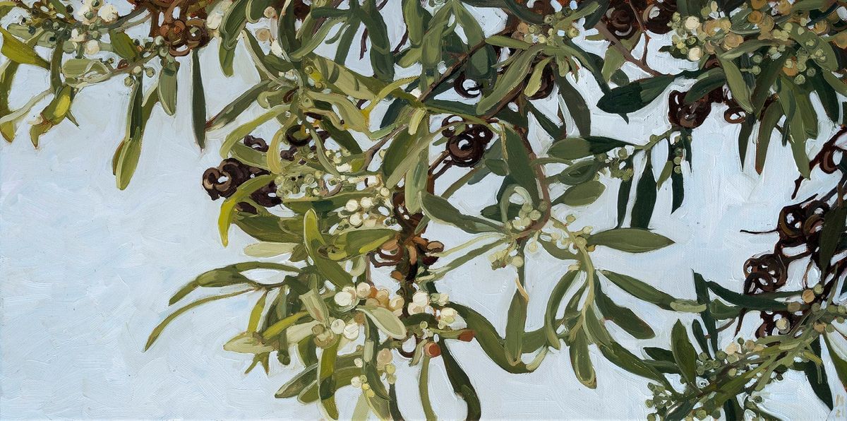 Judith Sinnamon - Black Wattle #3 (Acacia Melanoxylon)