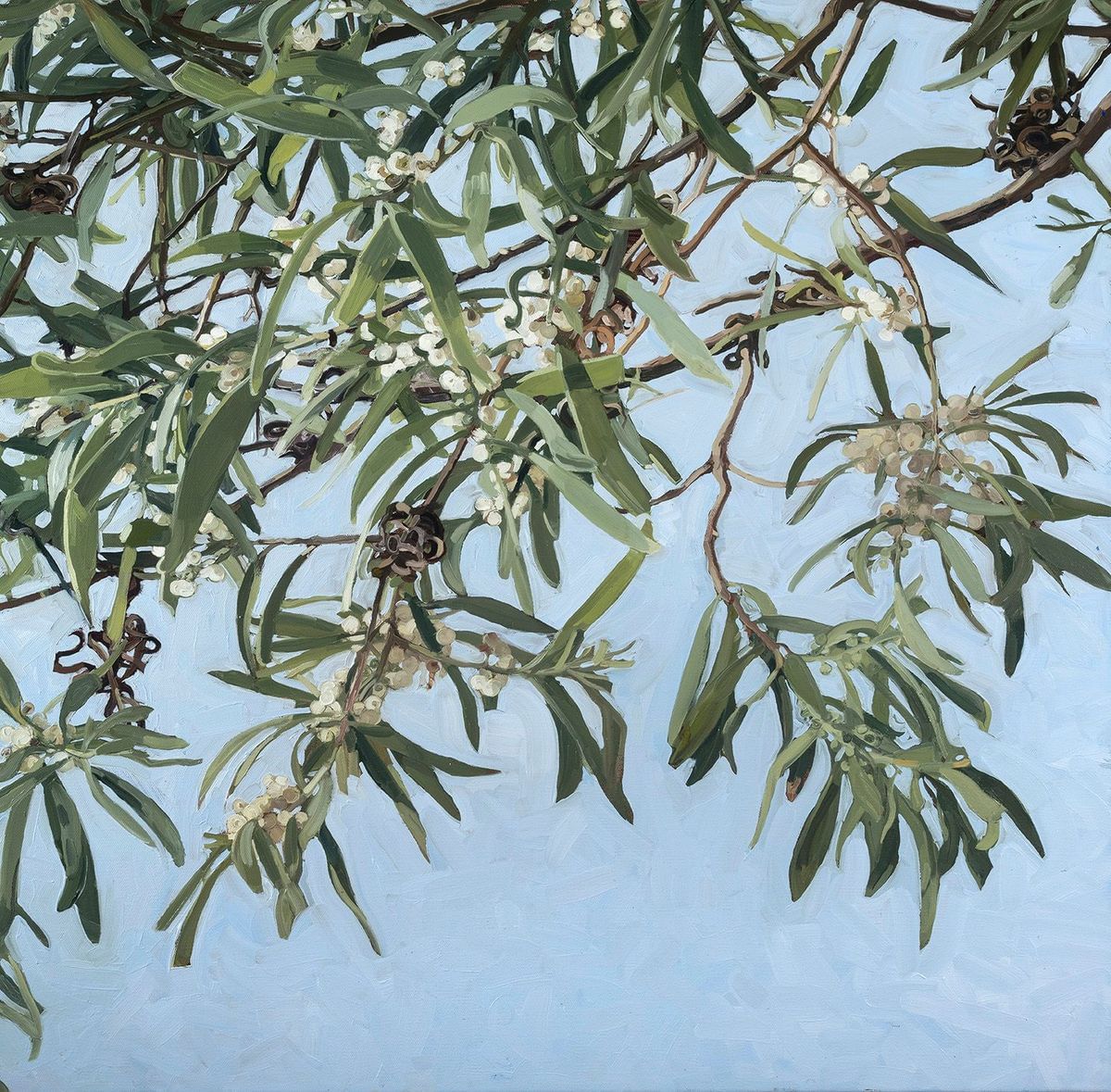 Judith Sinnamon - Black Wattle #5 (Acacia Melanoxylon)