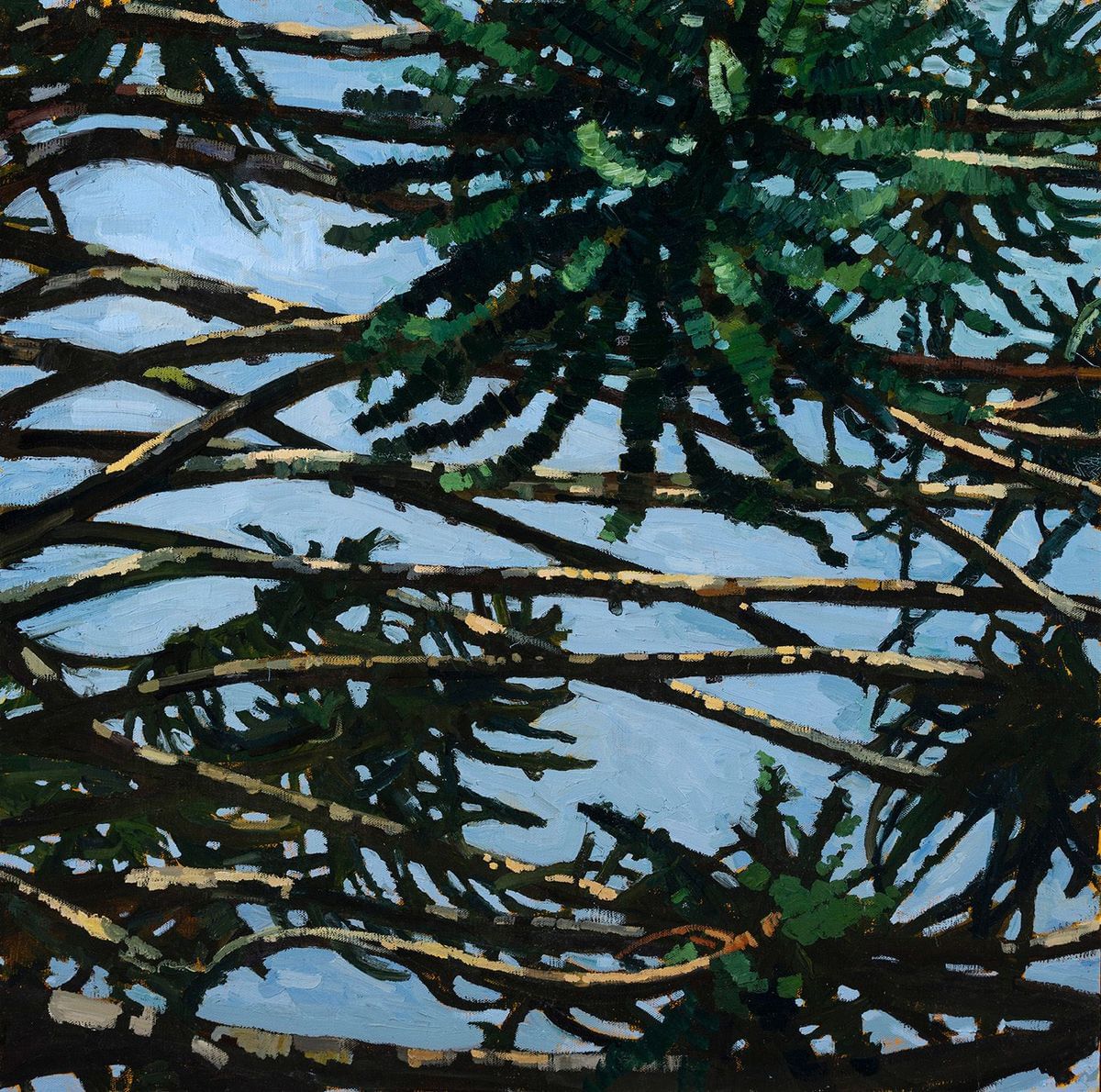 Judith Sinnamon - Bunya Tree  (Araucaria bidwillii)