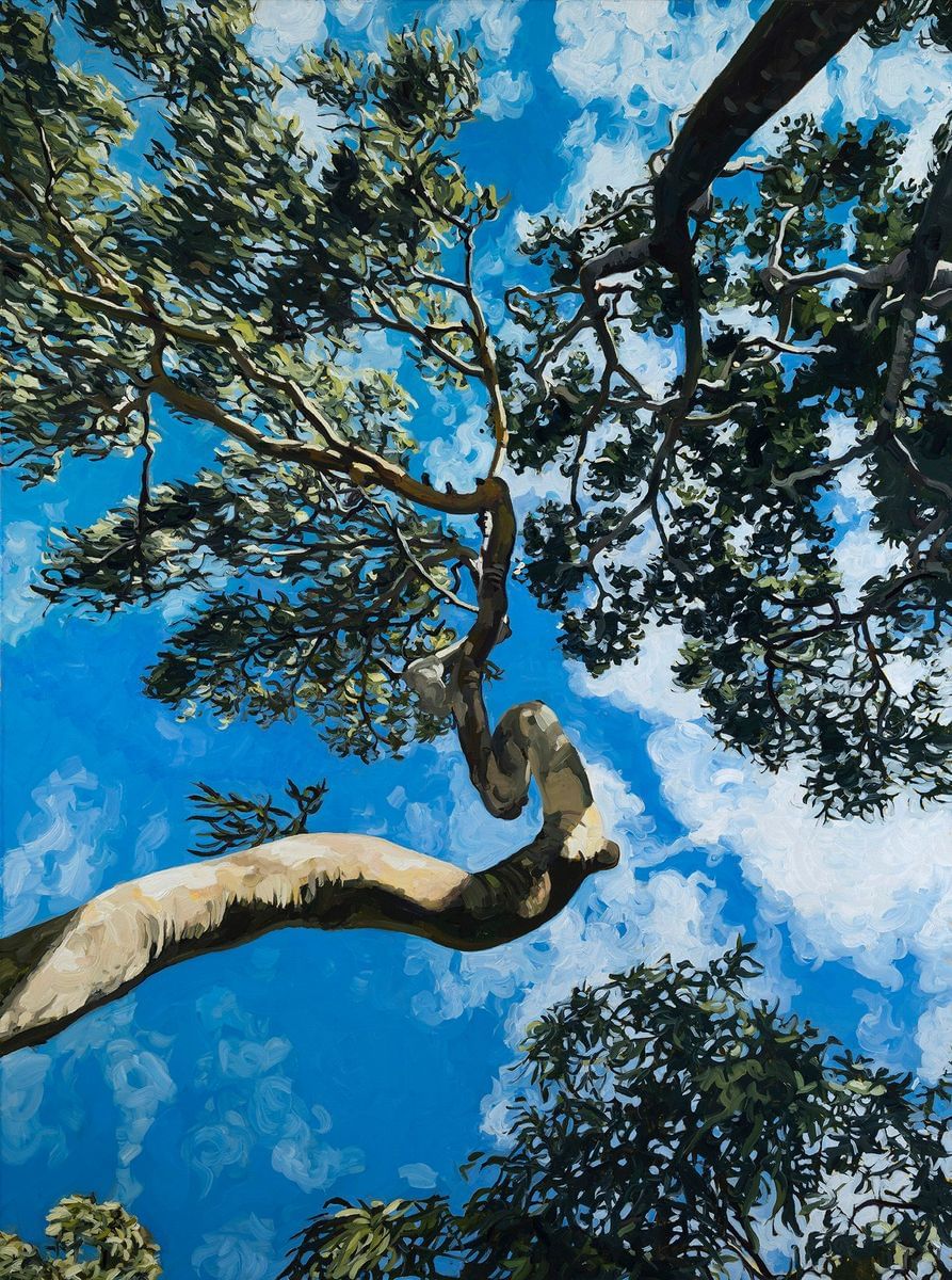 Judith Sinnamon - Corymbia Tessellarus with Cumulus Clouds, Town of 1770