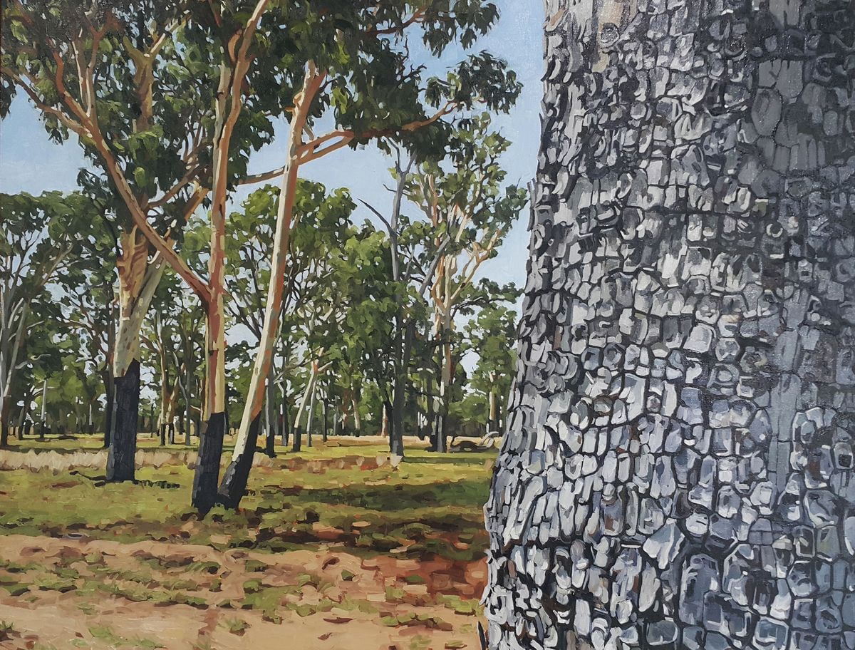 Corymbia Tessellaris Of The Galilee Basin by Judith Sinnamon