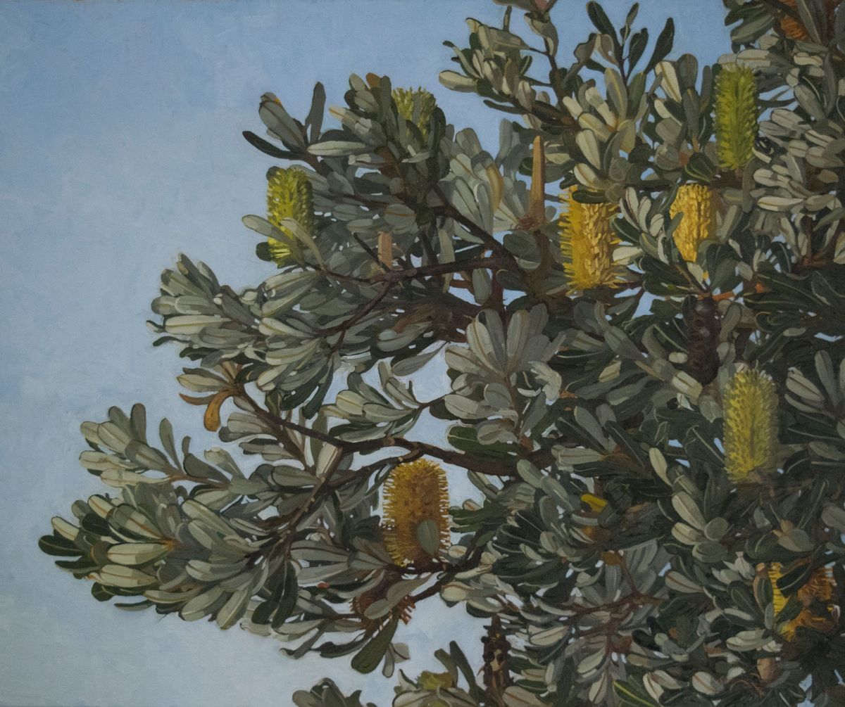 Judith Sinnamon - Banksia Integrifolia