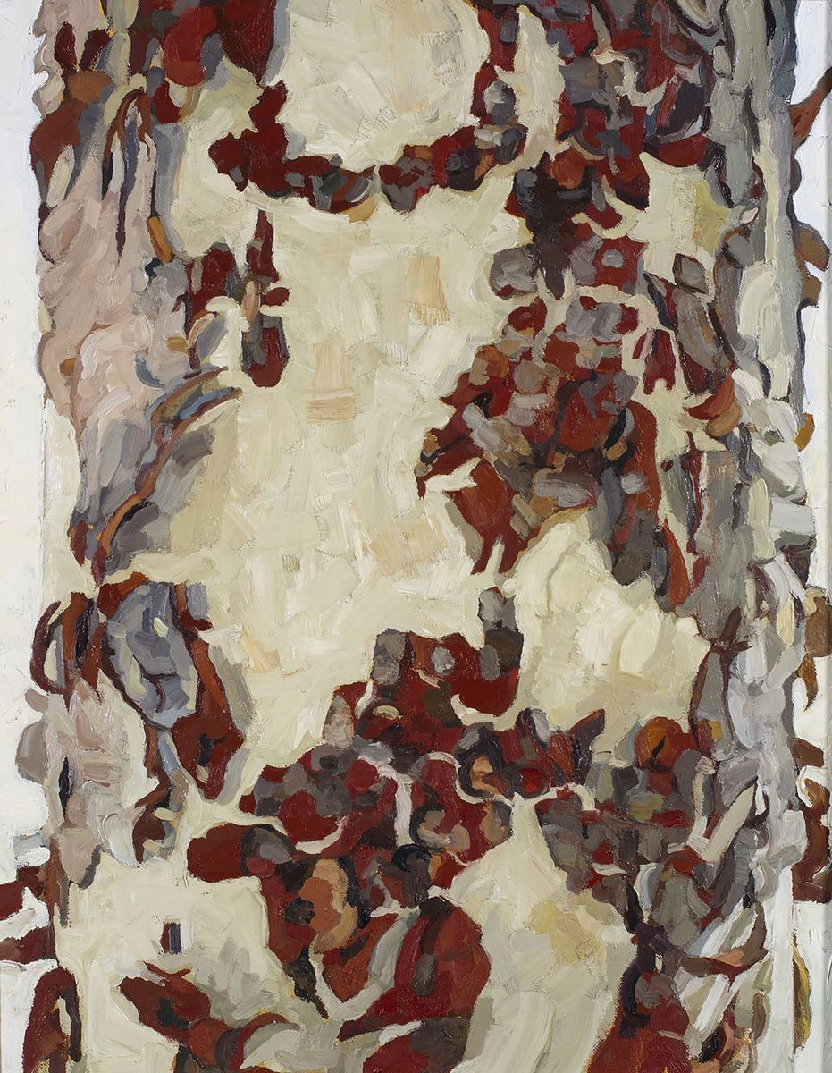 Bark Study (Corymbia Dallachiana) #1 by Judith Sinnamon