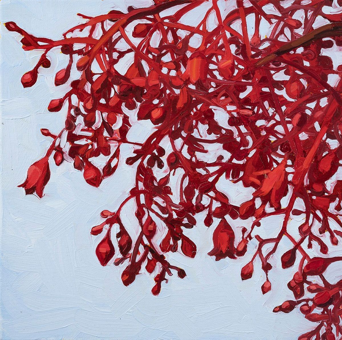 Judith Sinnamon - Flame Tree  (Brachychiton acerifolius)