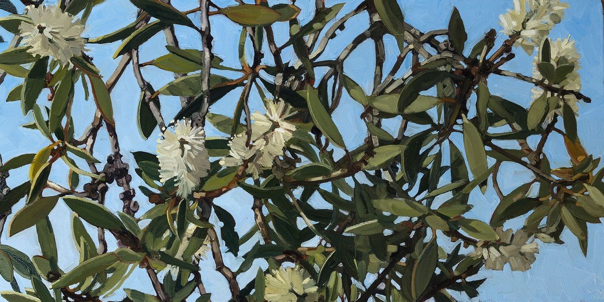 Judith Sinnamon - Paperbark #6 (Melaleuca Quinquenervia)