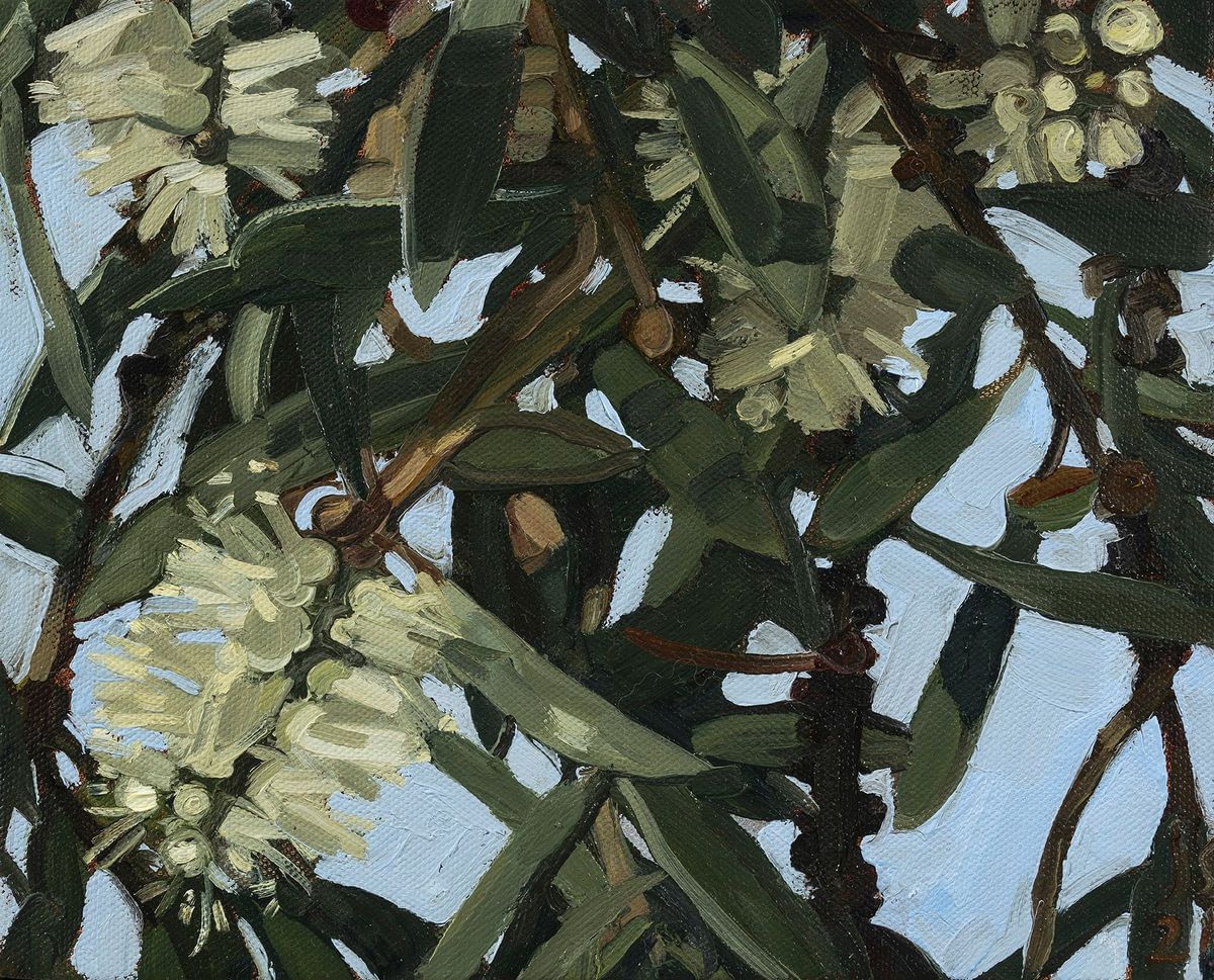 Judith Sinnamon - Paperbark #1 (Melaleuca Quinquenervia)