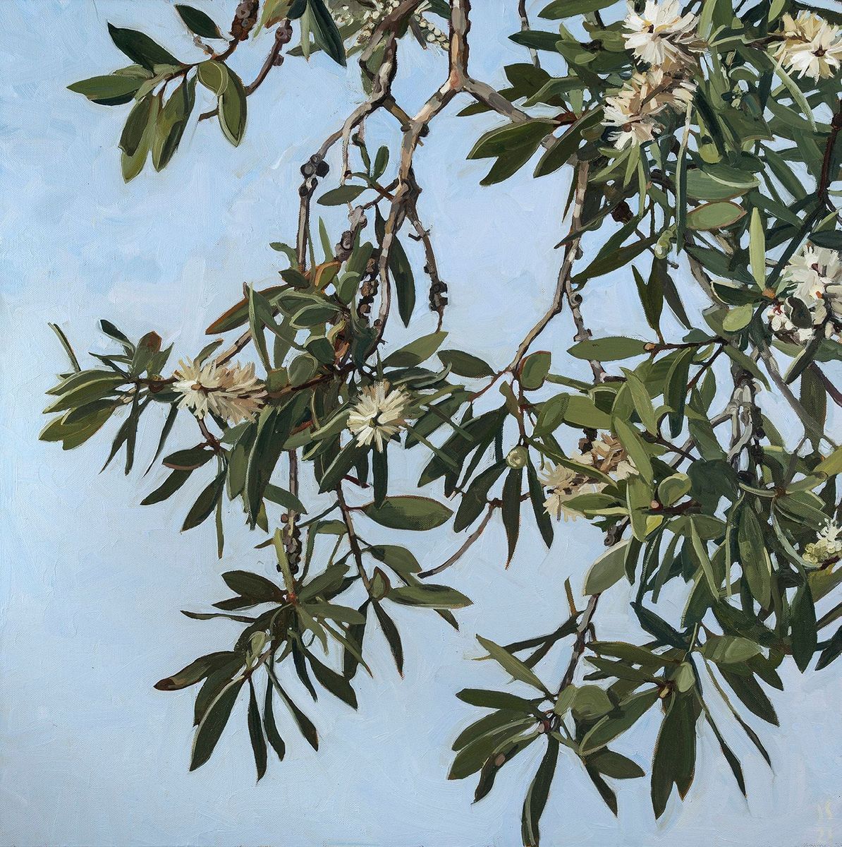 Judith Sinnamon - Paperbark #7 (Melaleuca Quinquenervia)