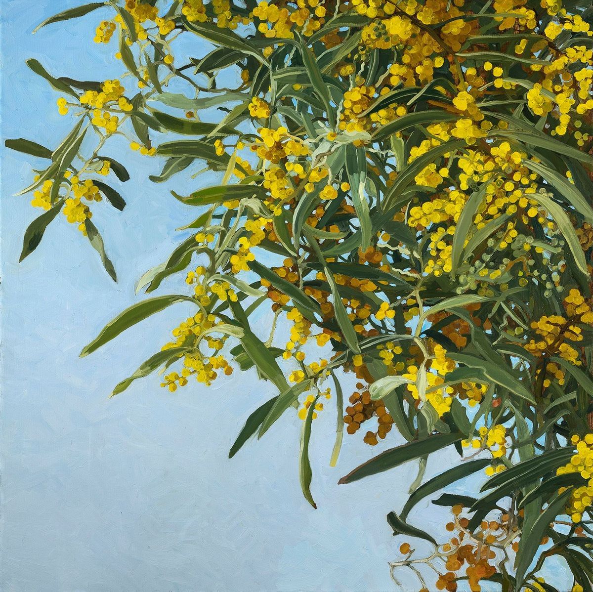 Judith Sinnamon - Zigzag Wattle (Acacia Macradenia)