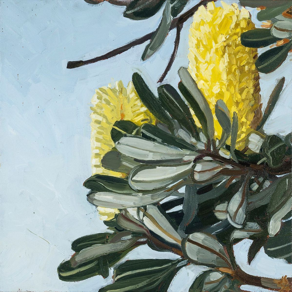 Judith Sinnamon - Banksia Integrifolia