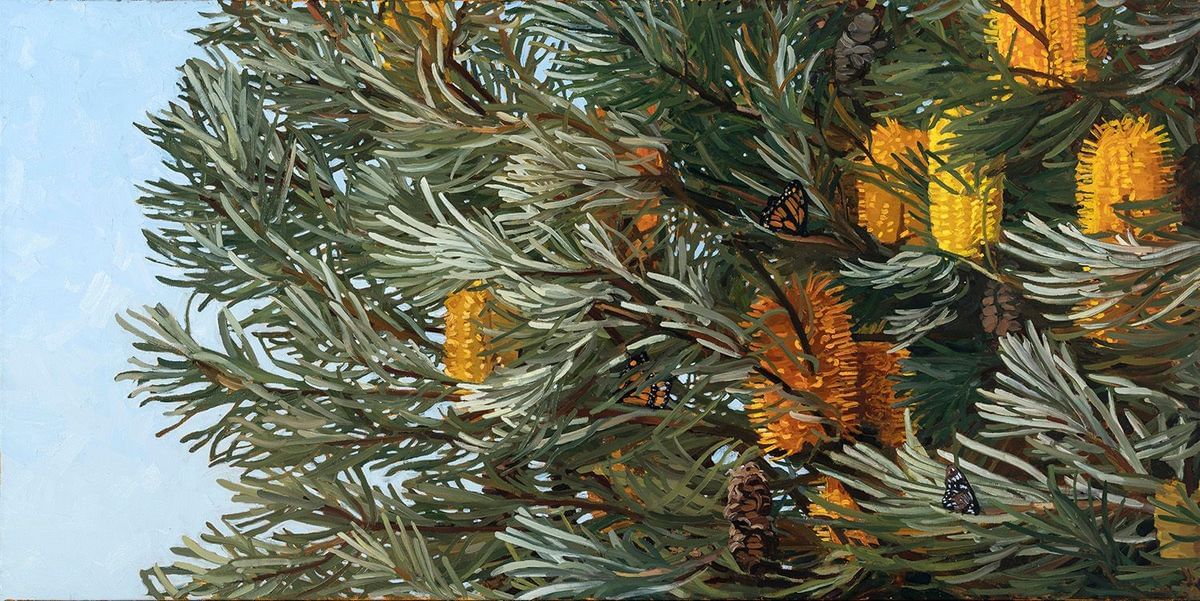 Judith Sinnamon - Banksia Spinulosa