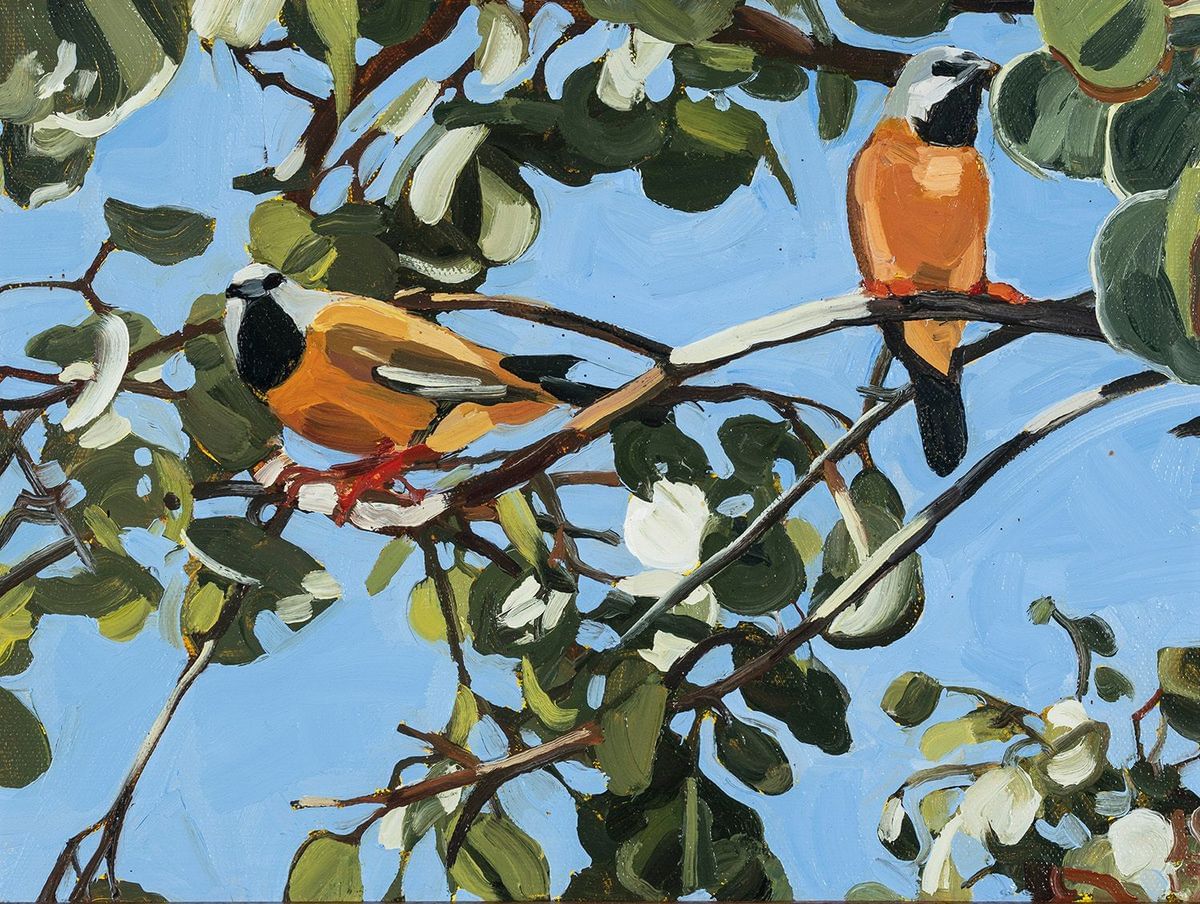 Judith Sinnamon - Black Throated Finches In Bimblebox Tree, Galilee Basin