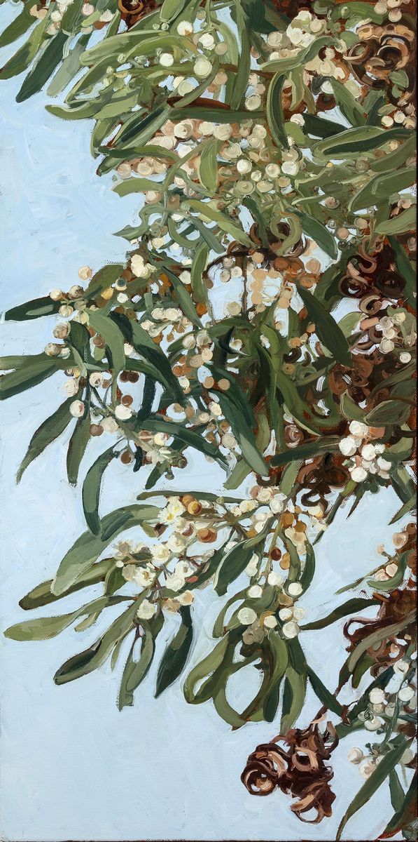 Judith Sinnamon - Black Wattle