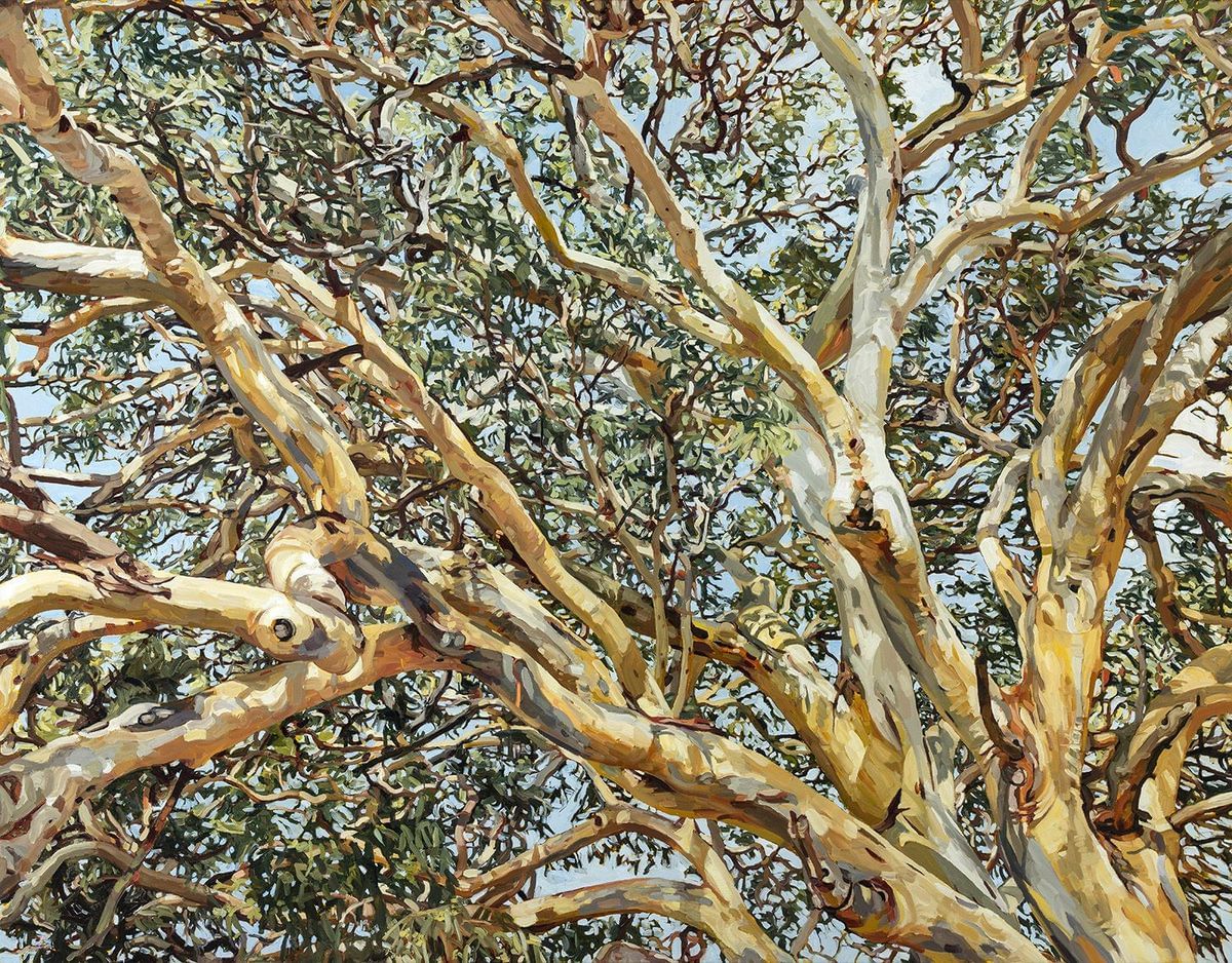 Judith Sinnamon - Eucalyptus Punctata (With Double Barred Finches) Granite Belt, Queensland