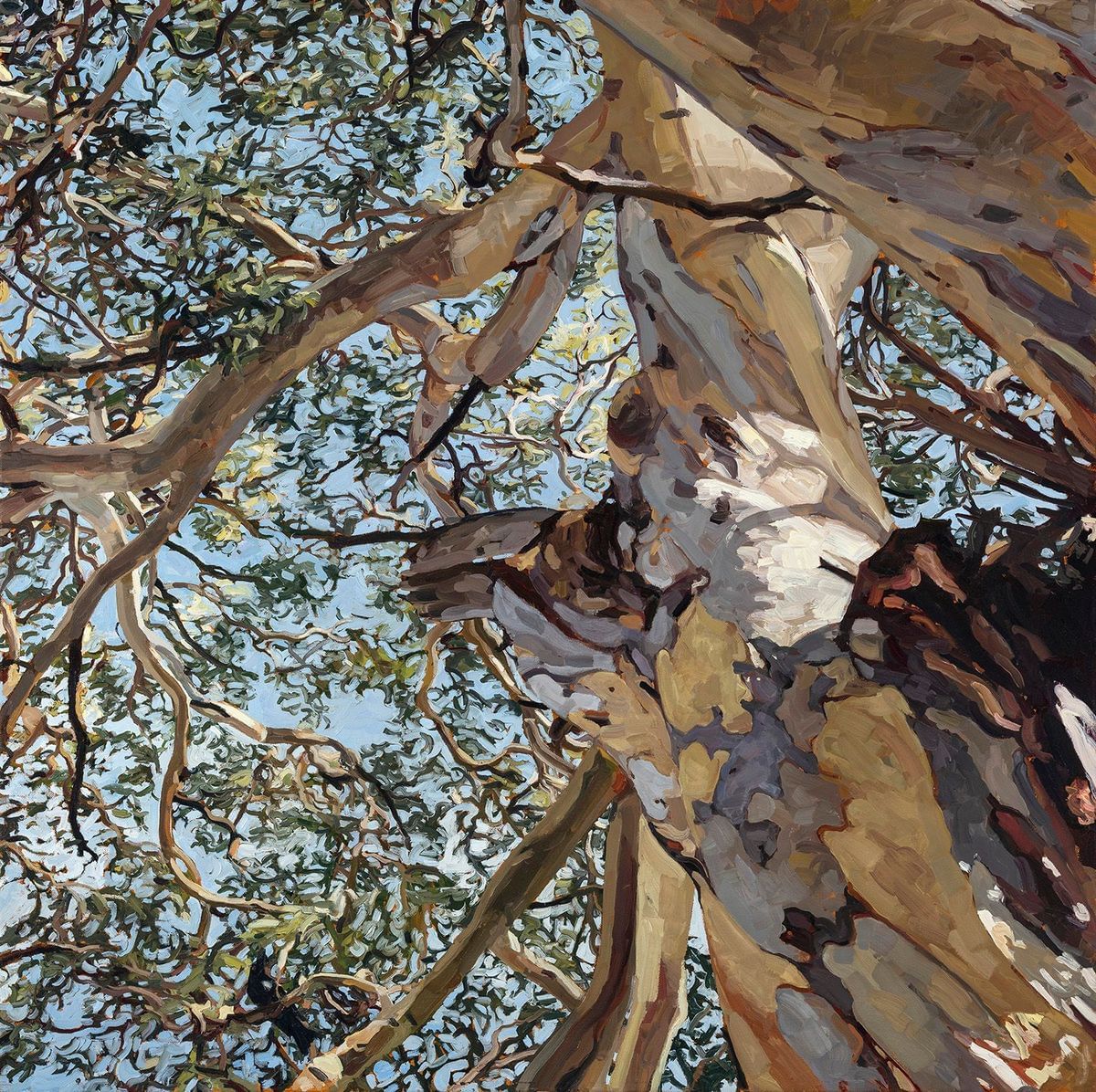Judith Sinnamon - Eucalyptus Punctata (With Spangled Drongo) Granite Belt, Queensland