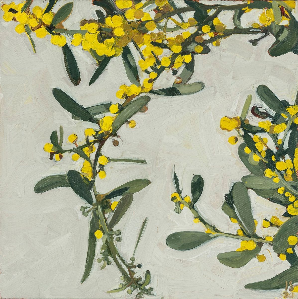 Judith Sinnamon - Getty Museum Wattle #1