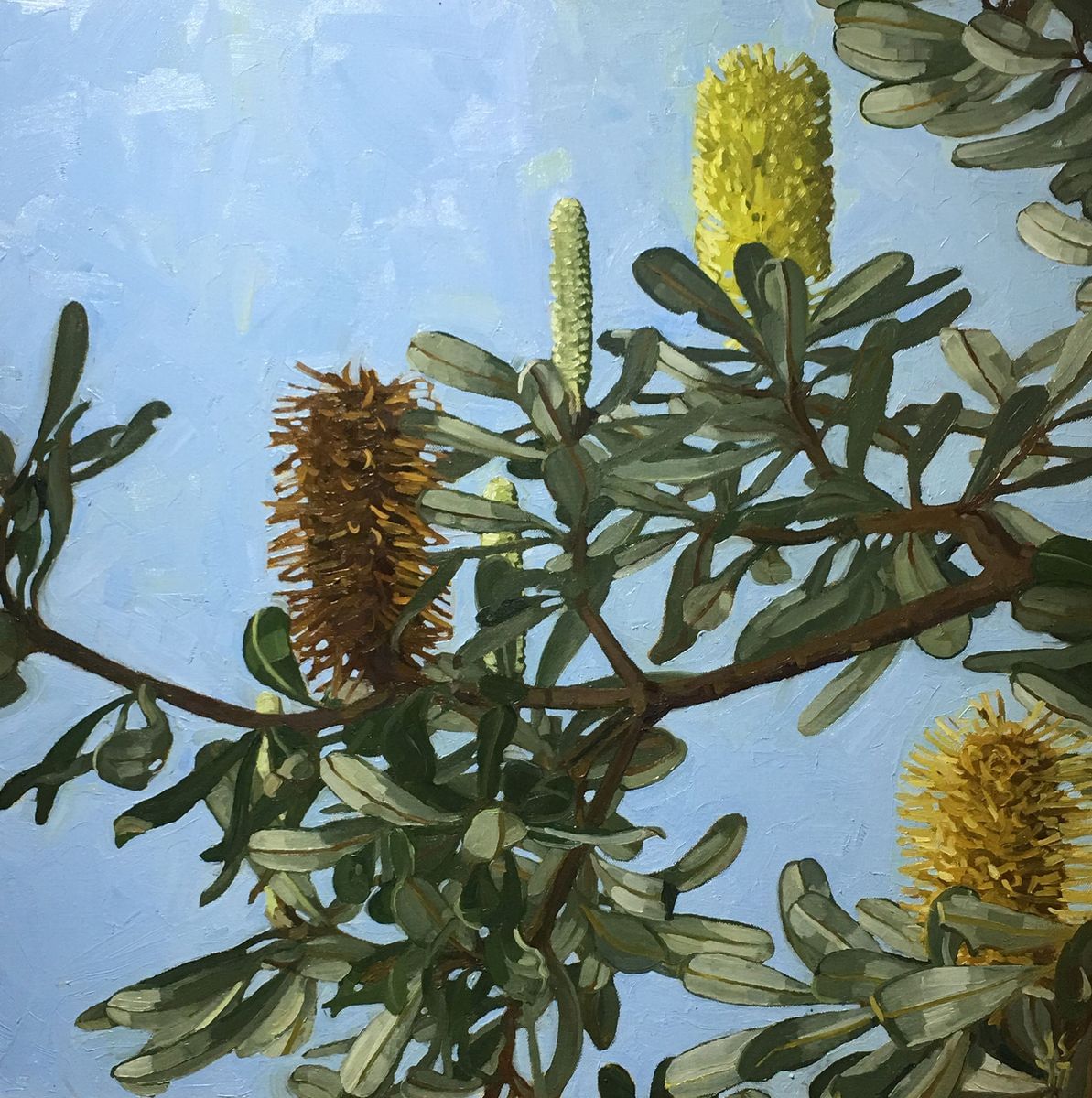 Judith Sinnamon - Coastal Banksia I