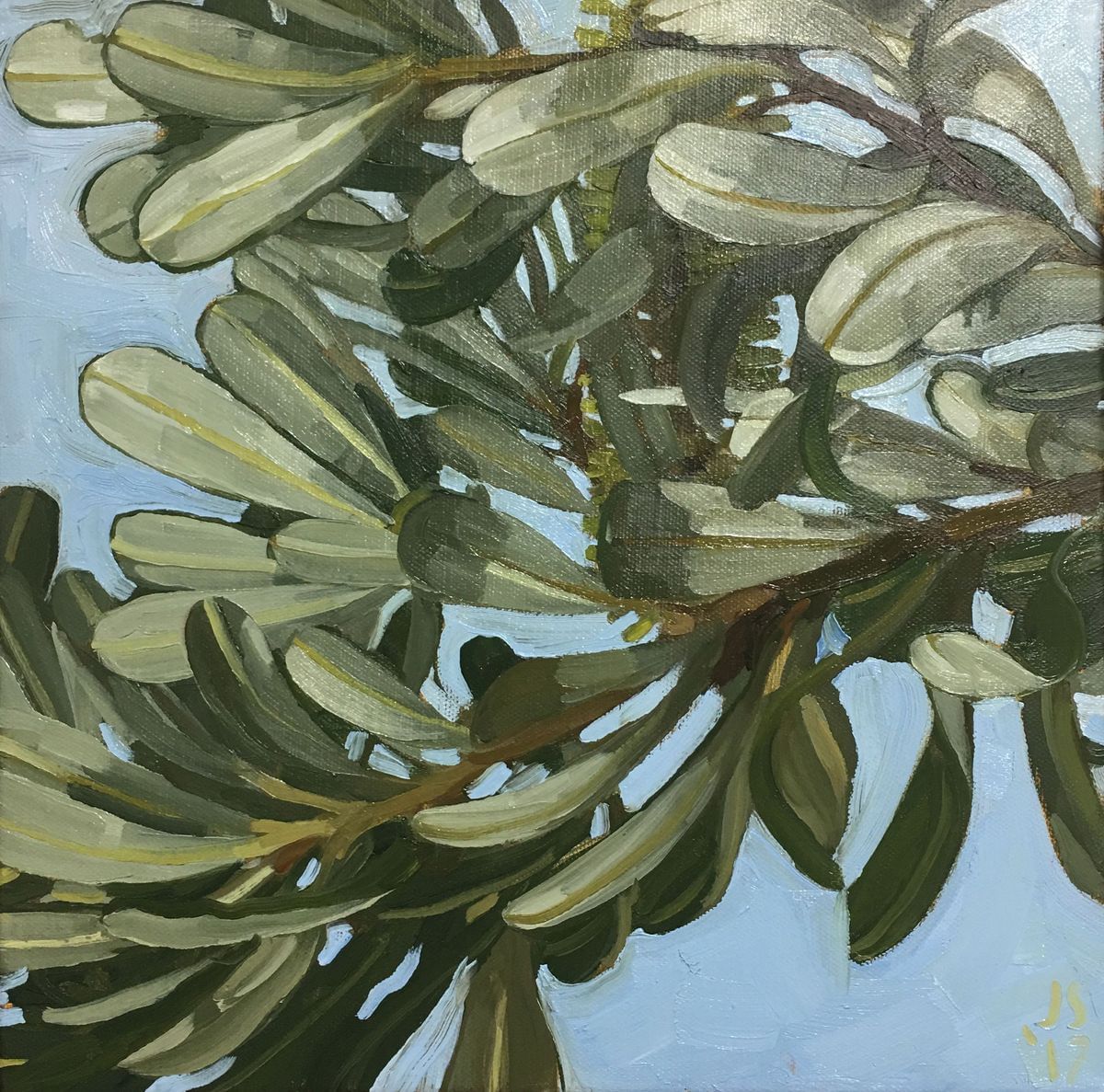Judith Sinnamon - Coastal Banksia II