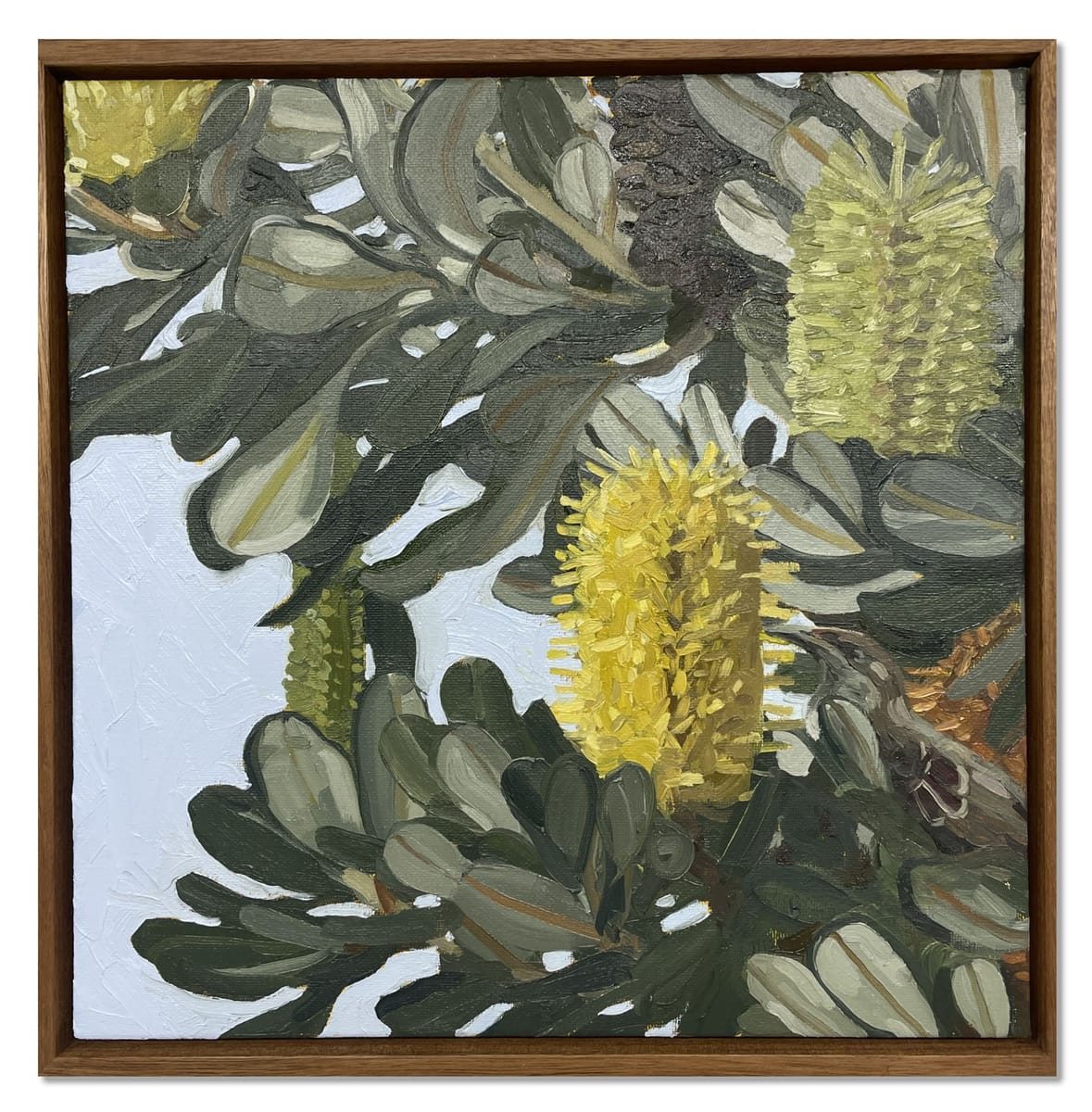 Judith Sinnamon - Banksia Integrifolia on Jinibara Country #10
