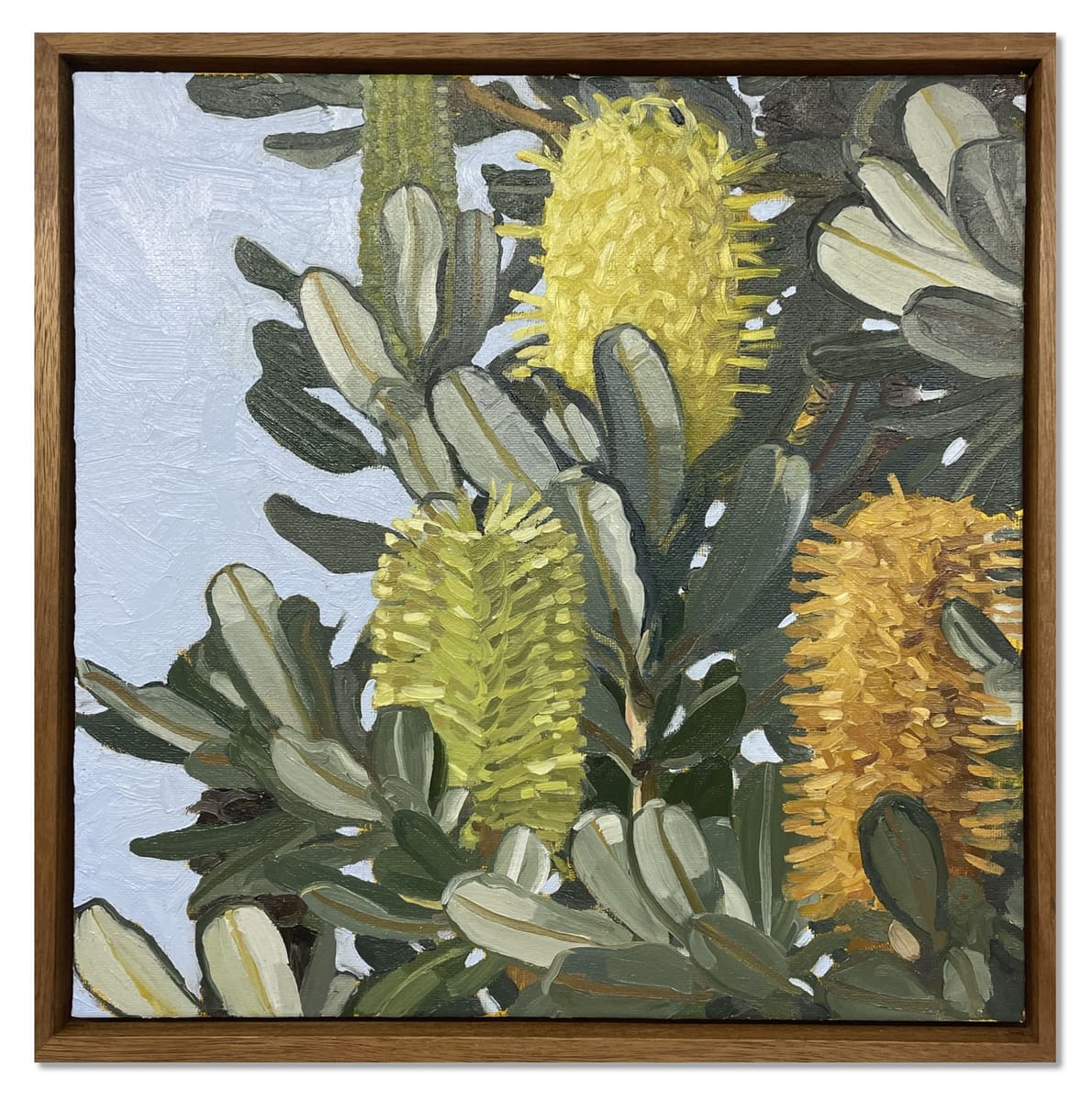 Judith Sinnamon - Banksia Integrifolia on Jinibara Country #9