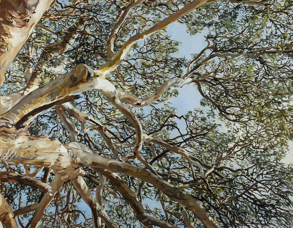 Judith Sinnamon - Eucalyptus Punctata with Diamond Firetail Finches Granite Belt Queensland