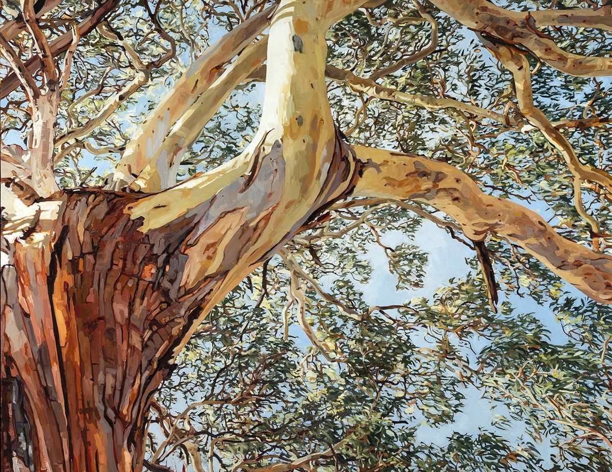 Judith Sinnamon - Eucalyptus Punctata with Double Barred Finch Granite Belt Queensland