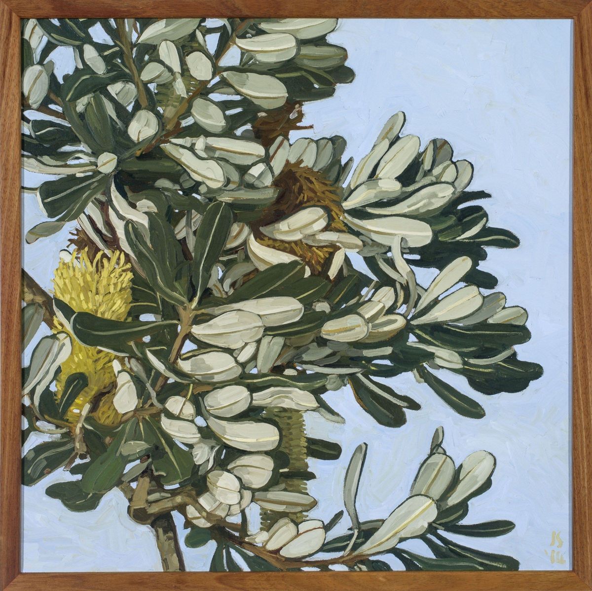 Judith Sinnamon - Banksia Integrifolia #7
