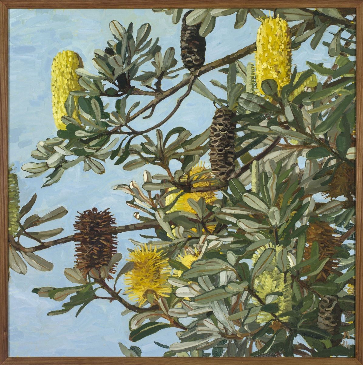 Judith Sinnamon - Banksia Integrifolia Caloundra