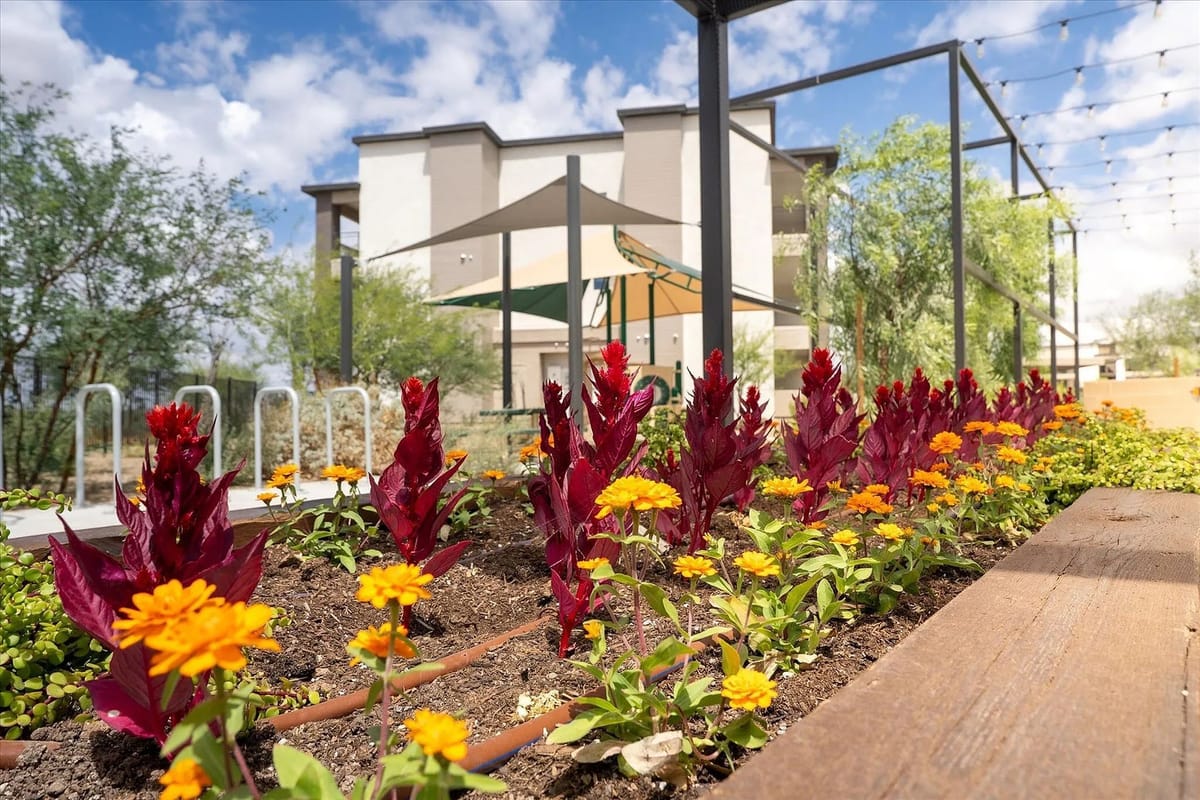Close up of flowers
at Meritum Sonoran Desert Apartments Close up of flowers at Meritum Sonoran Desert Apartments