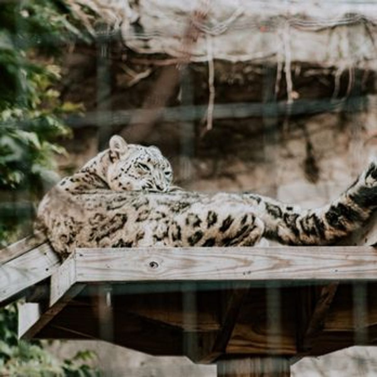 Animal Encounters: Visiting the Zoo and More