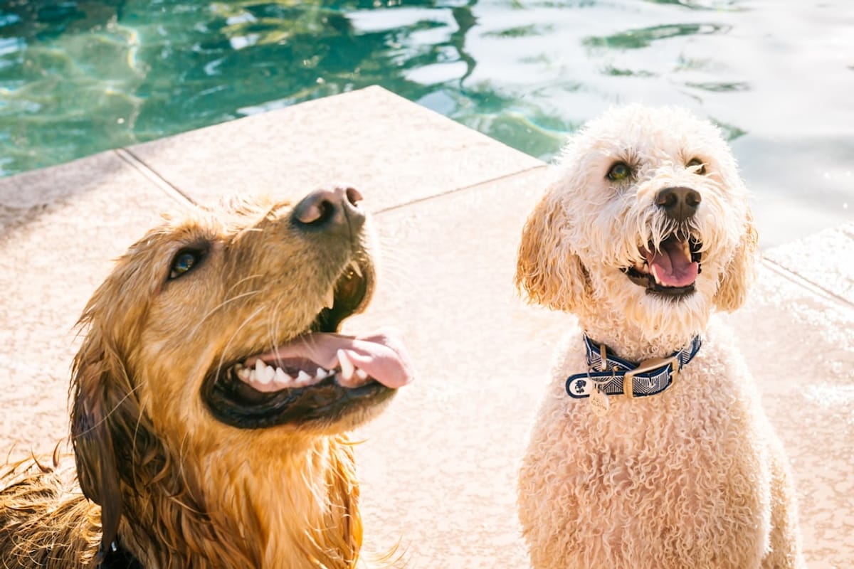 Apartment Search Tips for Pet Owners