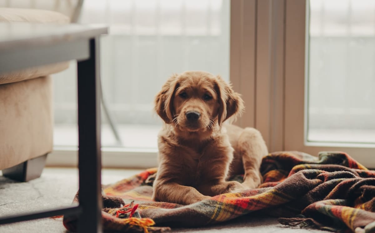 Why Pet Lovers Choose Atlas Blue Hill