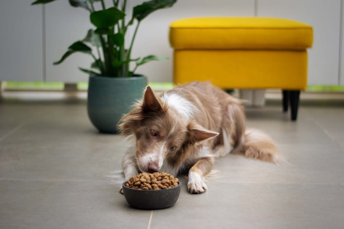 Selecting the Best Local Pet Food