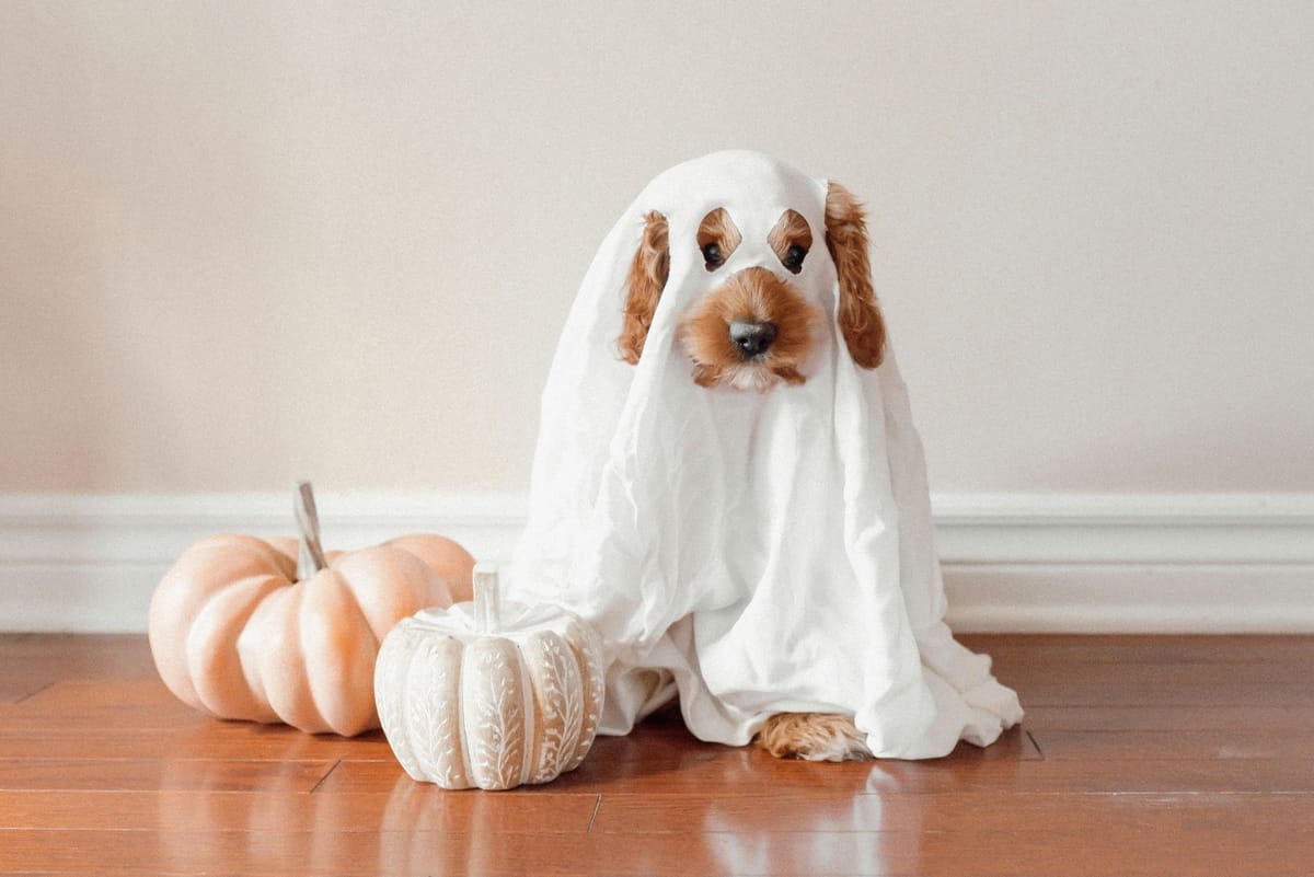 Keeping Pets Calm and Safe