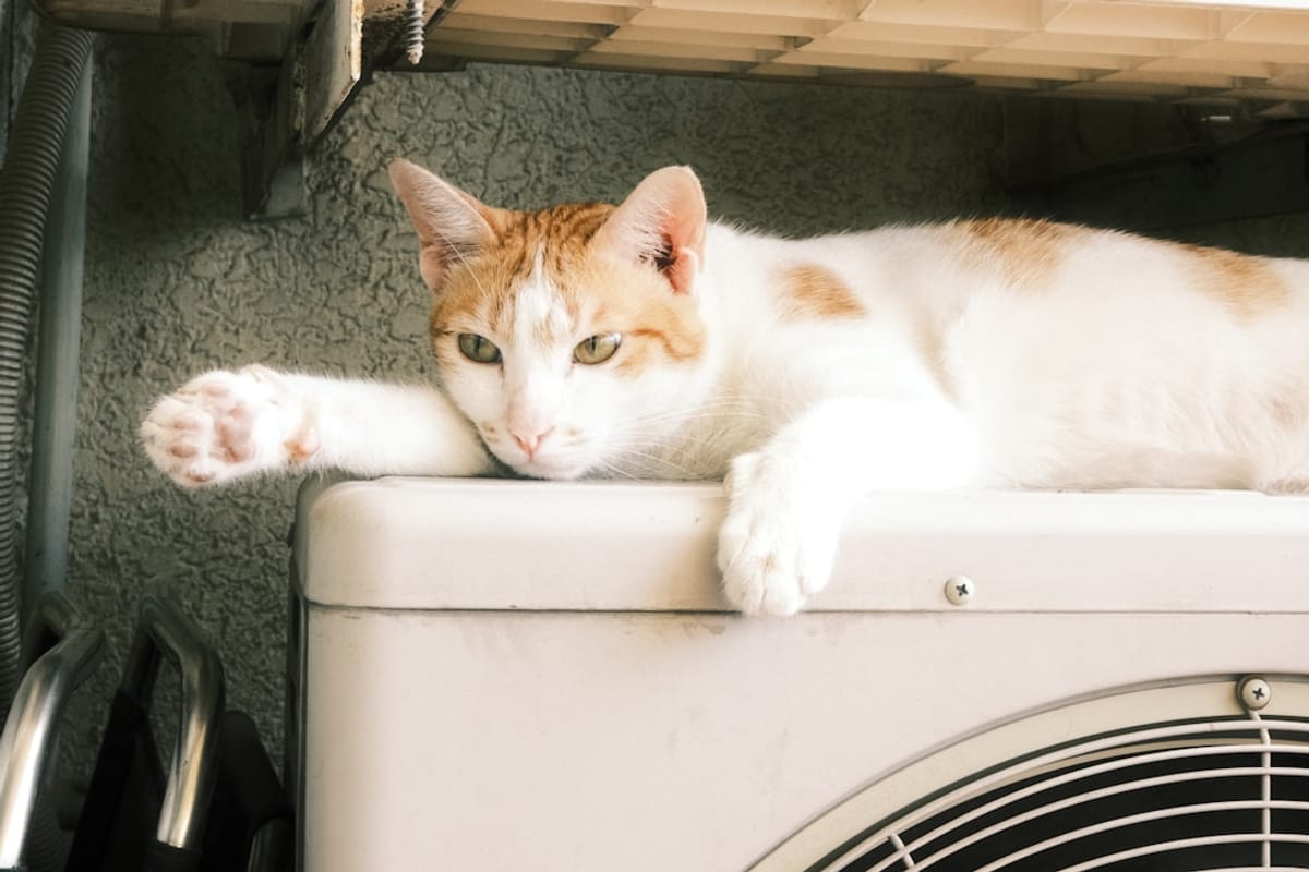 Apartment Home Cooling Strategies for Pets